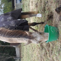 photo de livraison pour Happy Horse Day