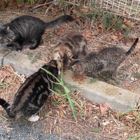 photo de livraison pour Bien vivre avec les Chats Sallélois