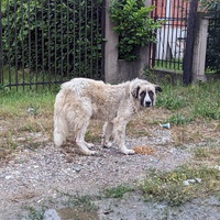 photo de livraison pour Civic Initiative Kane Korzo Skopje