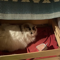 photo de livraison pour Les Chats Libres Condom 32