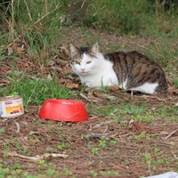 photo de livraison pour Les Chats de Dalila and co