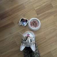 photo de livraison pour Les Chats De QUEAUX