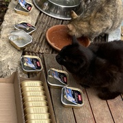 photo de livraison pour Les Chats Perchés de Mirmande