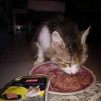 photo de livraison pour Les Chats de la Rue