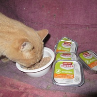 photo de livraison pour Jardin des Chats