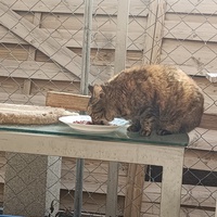 photo de livraison pour Protect Cat