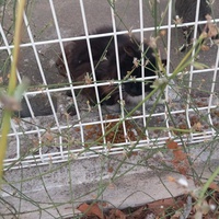 photo de livraison pour L'Ecole du Chat Istreen