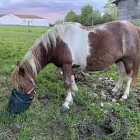 photo de livraison pour Bêle et Bête