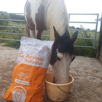 photo de livraison pour Happy Horse Day