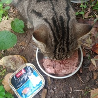 photo de livraison pour Les Chats-Pitresdelavi-Ste