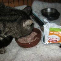 photo de livraison pour Au Bonheur des Chats Libres