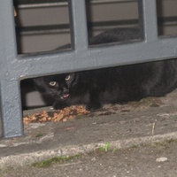 photo de livraison pour Chat Libre de l'Ile du Ramier