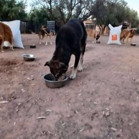 photo de livraison pour Help Adopt Moroccan Animals
