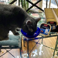 photo de livraison pour Association C.A.T.S. Chat Animal Terrien Solidarité