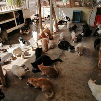 photo de livraison pour Help Adopt Moroccan Animals