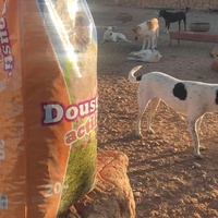 photo de livraison pour 4 Pattes Mogador