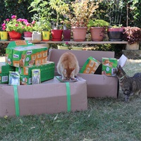 photo de livraison pour Au Paradis Des Chats