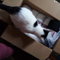photo de livraison pour L'Arche de Marie - Mes Amours de Chats