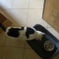 photo de livraison pour Les Chats de Condom 32
