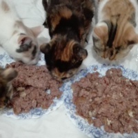 photo de livraison pour Adopte Un Matou