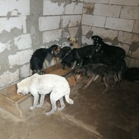 photo de livraison pour Mariuta