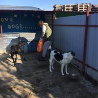 photo de livraison pour Asoc. Dam o sansa la viata animalelor abandonate si maltratate