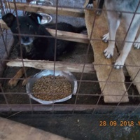 photo de livraison pour Pro Animals Finland ry