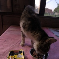 photo de livraison pour Association Chats Errants Val de Nièvre