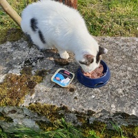 photo de livraison pour Ecole du Chat d’Arbois