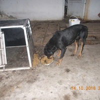 photo de livraison pour Pro Animals Finland ry