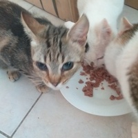 photo de livraison pour Au Chant des Chats