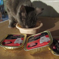 photo de livraison pour Jardin des Chats