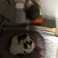 photo de livraison pour Les Chats Libres Condom 32