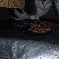 photo de livraison pour Protect Cat