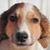 photo animal