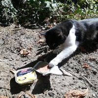 photo de livraison pour Chat L'Heureux Chat l'Ange et Cie