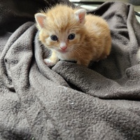 photo de livraison pour Chats sans familles