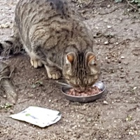 photo de livraison pour Main Alapatte