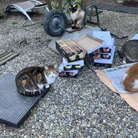photo de livraison pour Les chats de chez nous