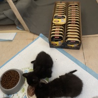 photo de livraison pour Les Chats de Condom 32