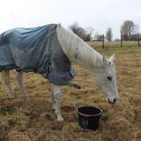 photo de livraison pour Happy Horse Day