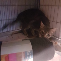 photo de livraison pour Association des Chats Camarguais