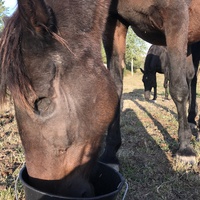 photo de livraison pour Assocheval