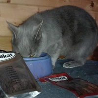 photo de livraison pour Paroles de Chats