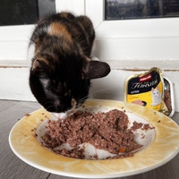 photo de livraison pour SOS Chat 93