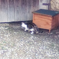 photo de livraison pour Chats errants du val du crenu