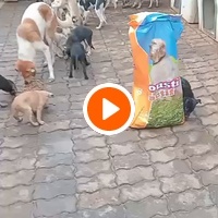 photo de livraison pour Comme Chiens et Chats Maroc
