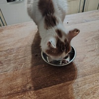 photo de livraison pour Patounes de Chats