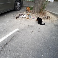 photo de livraison pour Les Copains Félins
