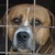 photo animal